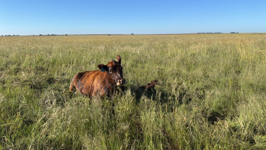 12 Bedroom Property for Sale in Bloemfontein Rural Free State